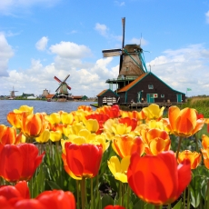 thumb-Tulips-in-Holland.jpg